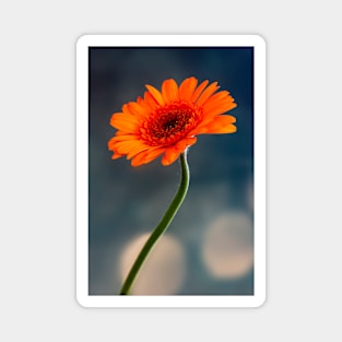 Single Orange Gerbera Magnet