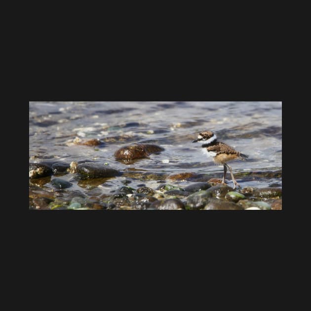 Baby Killdeer on a Stroll by SHWILDLIFE