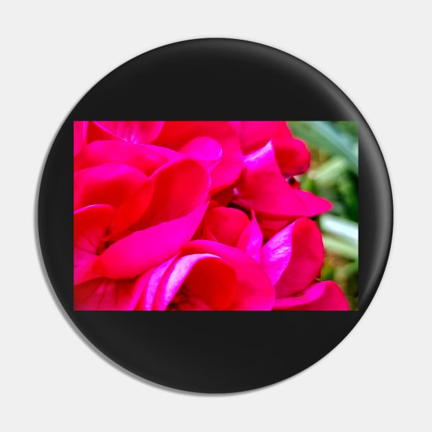 Geranium Petal display Pin by jalfc46