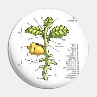 Oak Seedling Diagram Pin