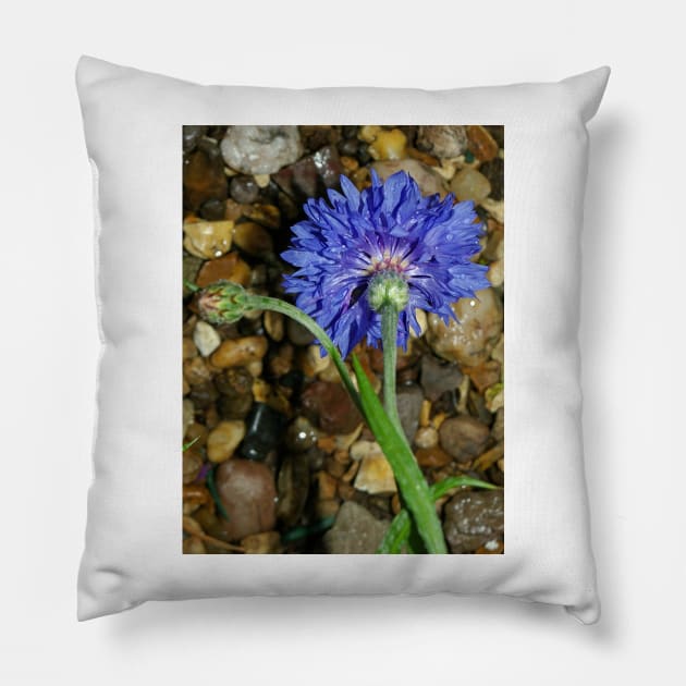 Blue cornflower Pillow by avrilharris