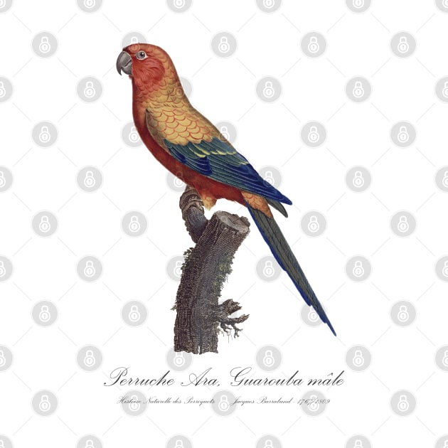 Sun Parakeet or Sun Conure / Perruche Ara, Guarouba male - Jacques Barraband 19th century Illustration by SPJE Illustration Photography