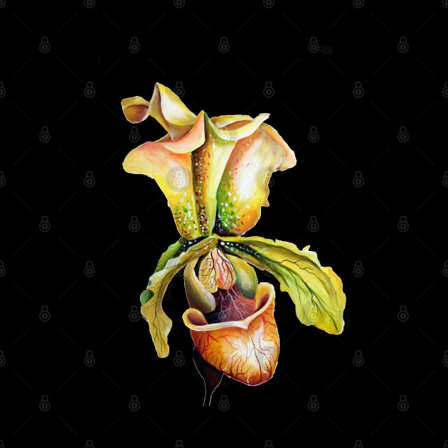 Lady Slipper Orchid Watercolor Paphiopedilum by Nisuris Art