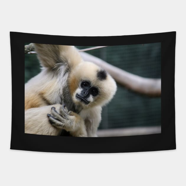 White-Cheeked Gibbon Tapestry by LeanneAllen