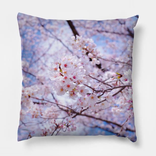 SCENERY 35 - White Blooming Flower Blue Sky Pillow by artvoria