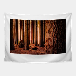 Redwoods at golden hour Tapestry