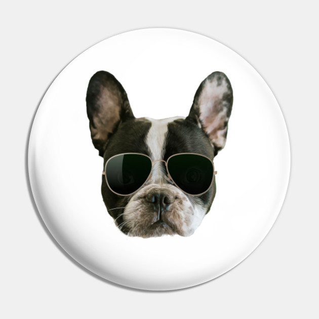 Portrait Of Boston Terrier Dog With Sunglasses Boston Terrier