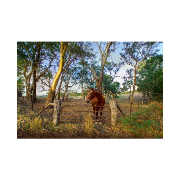 A Horse in the Adelaide Hills, South Australia by Mark Richards