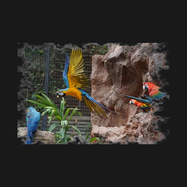 Macaw Parrot by Nicole Gath Photography