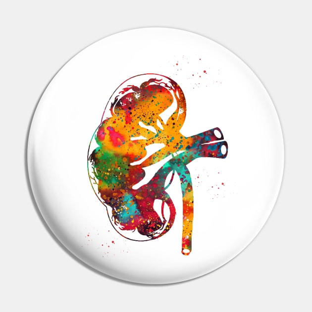 Kidney section Pin by erzebeth