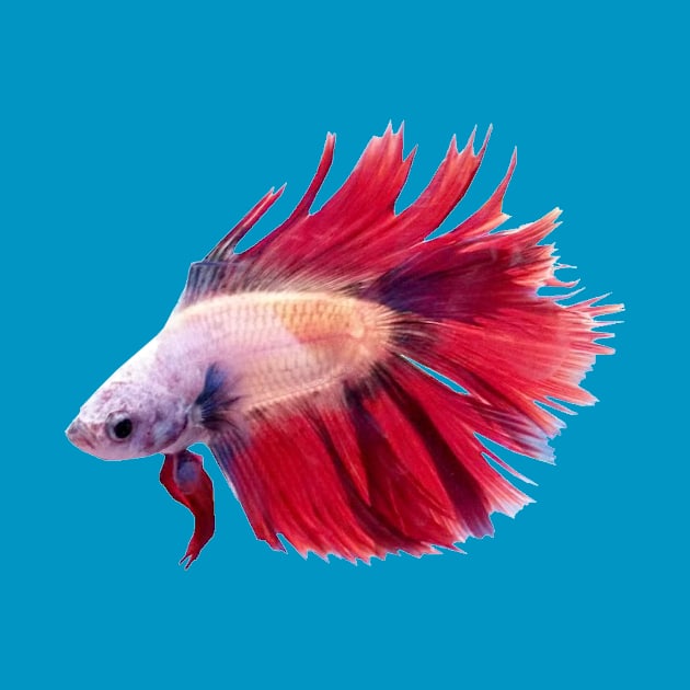 Betta Fish by ARTWORKandBEYOND