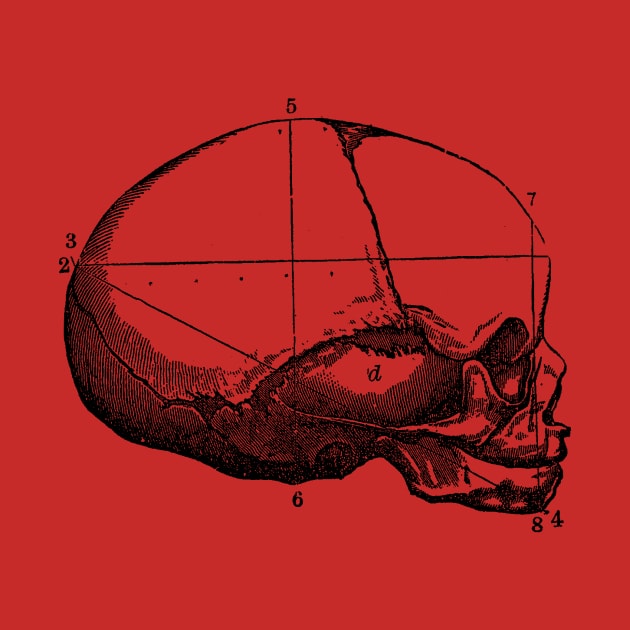 Human Skull - Side View - Vintage Anatomy by Vintage Anatomy Prints