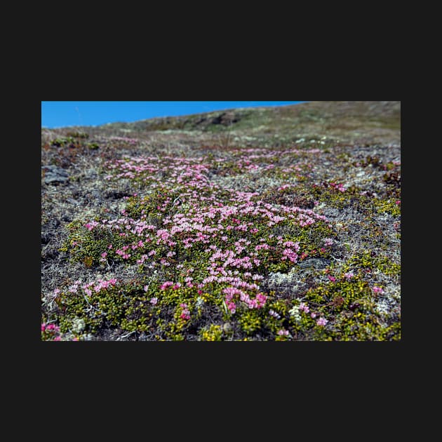 Petite Flowers of the Tundra by andykazie