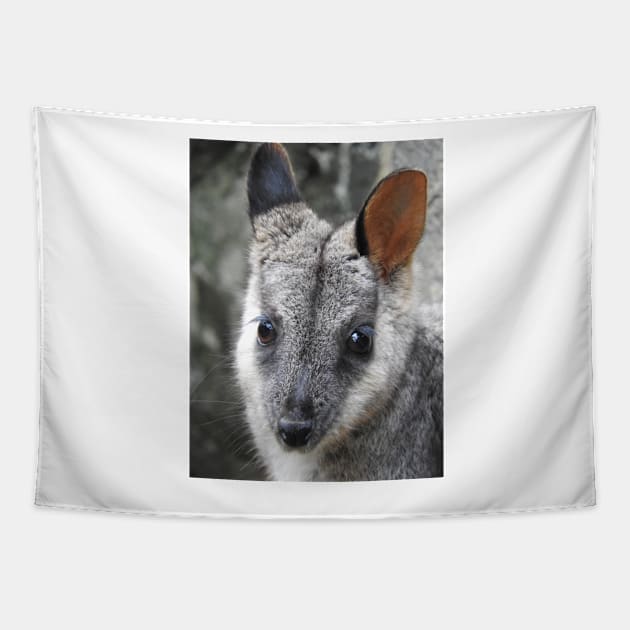 Rock Wallaby Tapestry by kirstybush