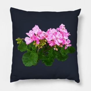 Pink and White Striped Geraniums Pillow