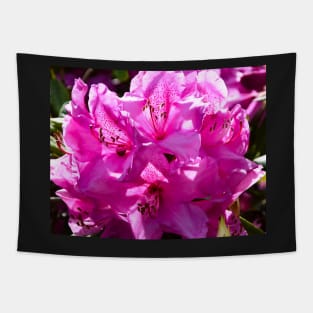 Pink rhododendron in full bloom Tapestry
