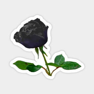 Black Rose Magnet