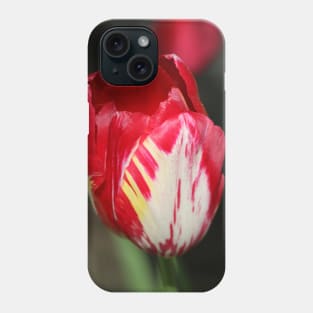 eine Tulpe rot und weiss Phone Case