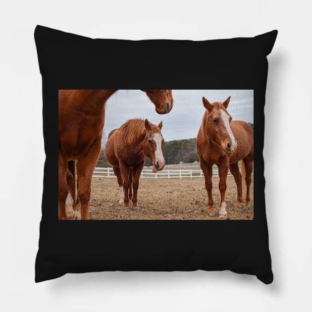 sorrel horses in pasture Pillow by sarelitay