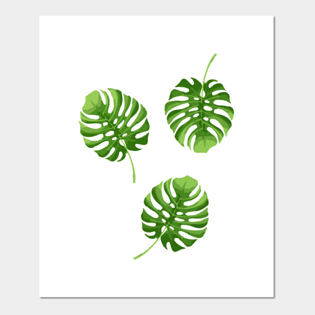 Monstera Deliciosa Tropical Plants Posters And Art Prints
