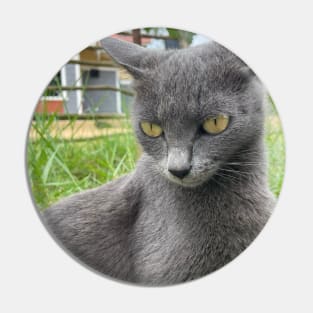 a portrait of a grey cat Pin