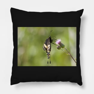 Soca Butterfly Pillow