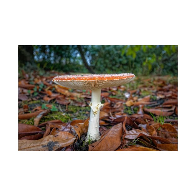 Fly agaric, Amanita muscaria by GrahamPrentice