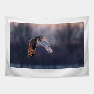 Short-eared owl in flight at sunset Tapestry