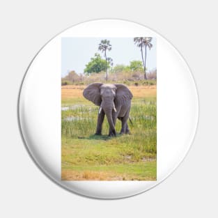 African bush elephant, Loxodonta africana Pin