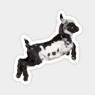 Bouncing Baby Goat 3 Magnet