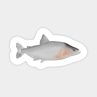 Slender Piranha Magnet