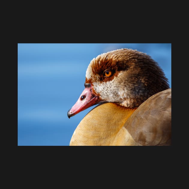 Goose face by Z Snapper