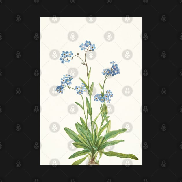 Alpine Forget-me-not - Myosotis alpestris  - botanical illustration by chimakingthings