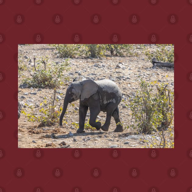 Namibia. Etosha National Park. Baby Elephant. by vadim19