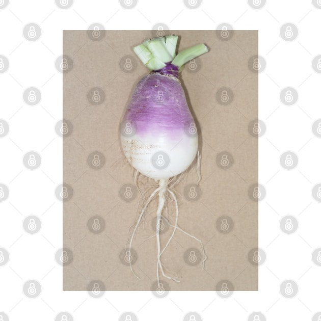 Freshly harvested turnip (Brassica rapa subsp. rapa) taproot by SDym Photography