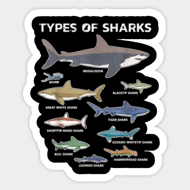9 Types Of Sharks Educational Colorful Ocean - Ocean - Sticker
