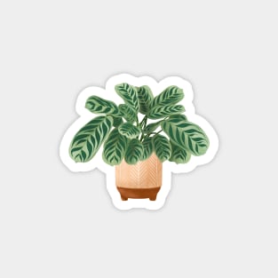 Calathea Burle-Marxii Amabilis, Calathea Plant Illustration Magnet