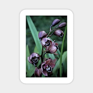 Mauve Orchid Blooms Magnet