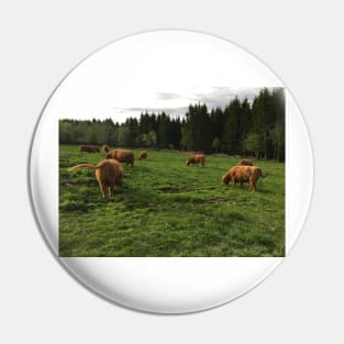 Scottish Highland Cattle Cows 2398 Pin