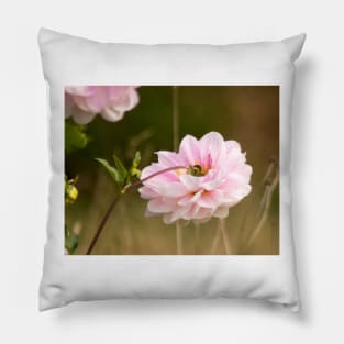 clb pink dahlia Pillow