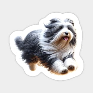 Bearded Collie Magnet