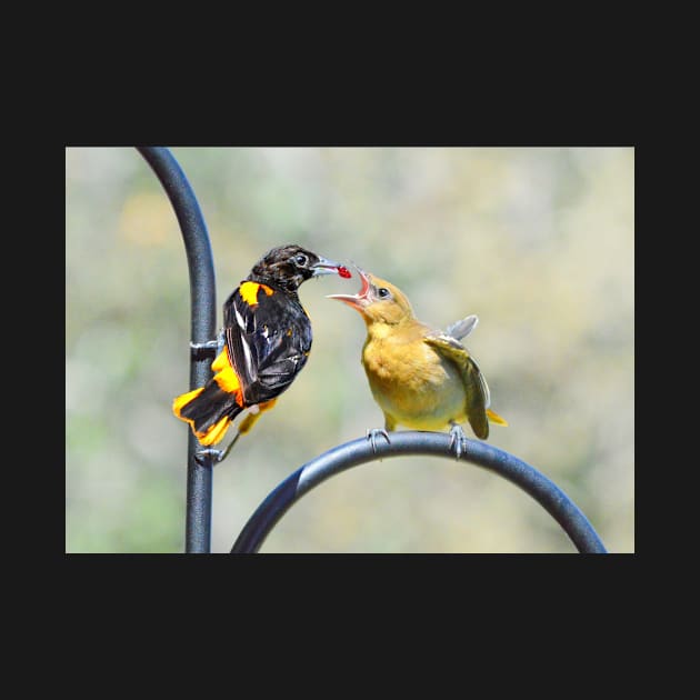 Oriole feeding fledgling.. by LaurieMinor