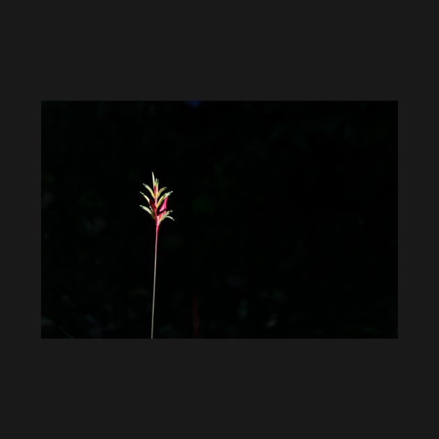 Yellow and red heliconia flower on black background  caught in sunlight by brians101