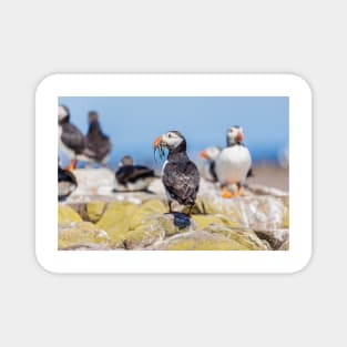 Atlantic Puffin with Sand Eels Magnet