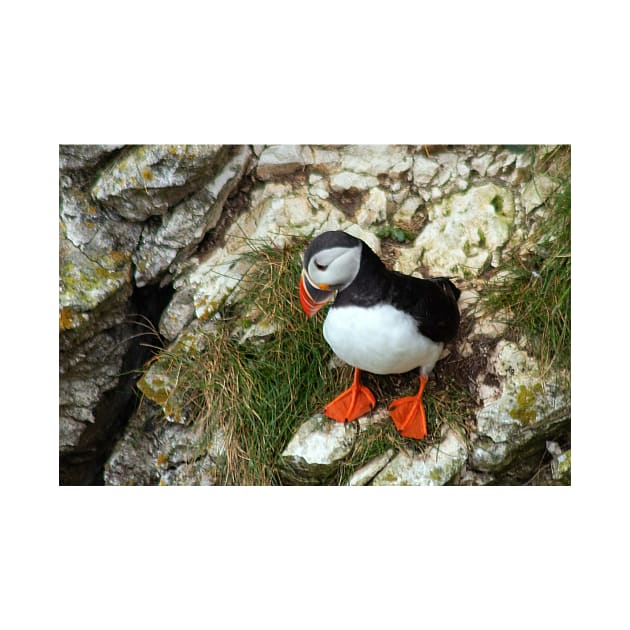 Puffin on a cliff edge by HazelWright