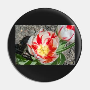 Rembrandt Tulips Pin