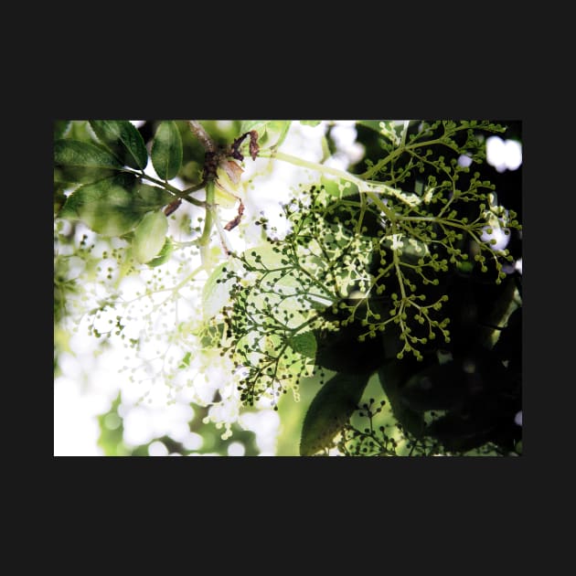 Elderflower blossom in midsummer light by WesternExposure