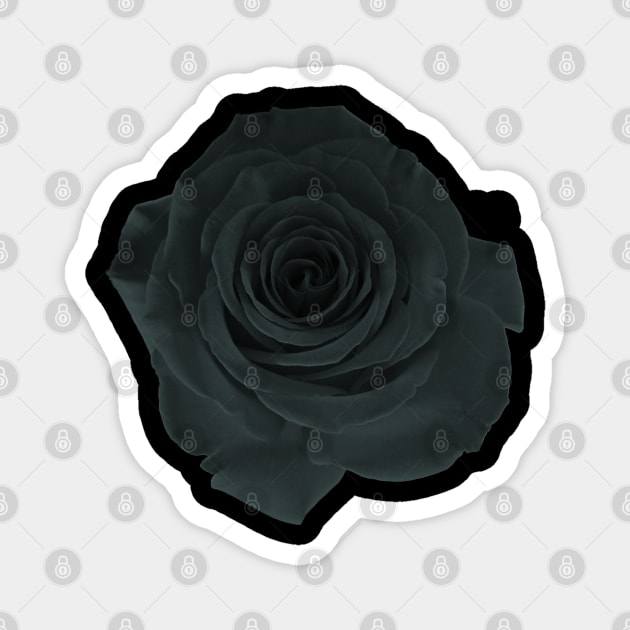 Black Rose Magnet by RaphaelWolf