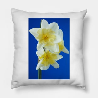 Narcissus  &#39;Prom Dance&#39;  Daffodil Pillow