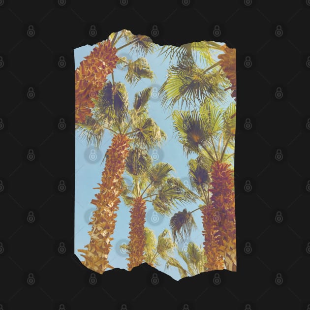 Pretty picture of a Palm Tree. Pretty Palm Trees Photography design with blue sky by BoogieCreates